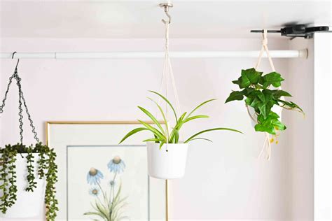 10+ Hanging Plants From Ceiling Ideas