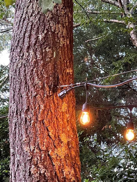 How To Hang String Lights From Tree