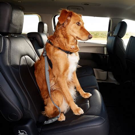 How To Harness A Dog In A Car