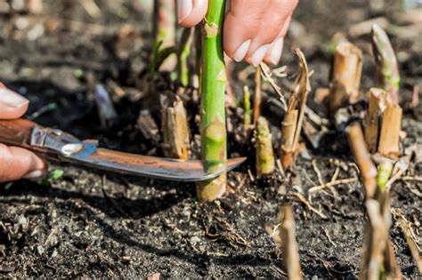 When and How to Harvest Asparagus