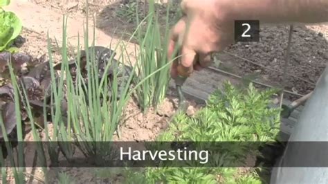 Growing Spring Onions Farming Tips, Ideas, Secrets Agri Farming