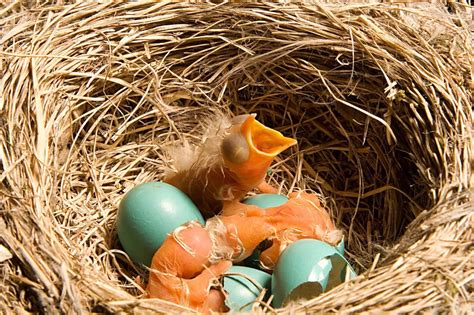How To Hatch A Robin Egg At Home