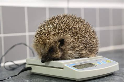 how to health check a hedgehog