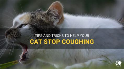 How To Help A Cat When Coughing