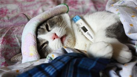 How To Help A Cat When It's Sick