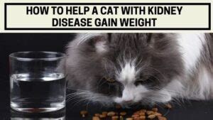 how to help a cat with kidney disease gain weight