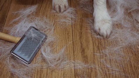 How To Help A Dog From Shedding
