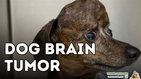 how to help a dog with a brain tumor