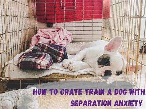 How To Help A Dog With Anxiety In A Crate