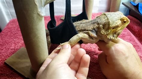 how to help a dying bearded dragon