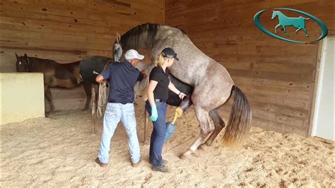 how to help a horse get up