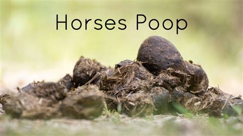 how to help a horse poop