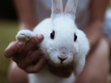 How To Help A Rabbit With Arthritis