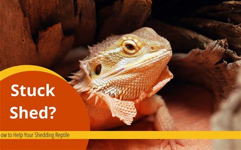 How To Help A Reptile Shed