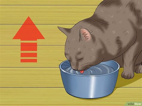 How To Help Cat Not Throw Up