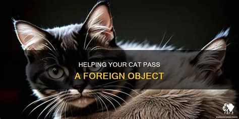 How To Help Cat Pass Foreign Object