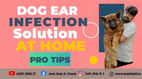 How To Help Dog With Ear Problem