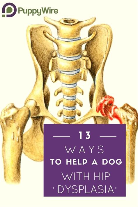 how to help dogs with hip dysplasia