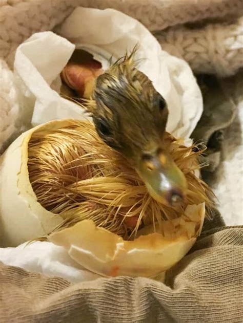 How To Help Hatch A Duck Egg