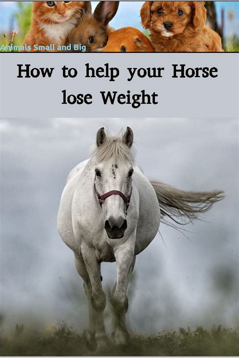 how to help my horse lose weight