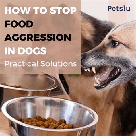 How To Help With Food Aggression In Dogs
