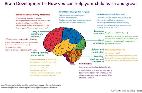 how to help your child's brain develop