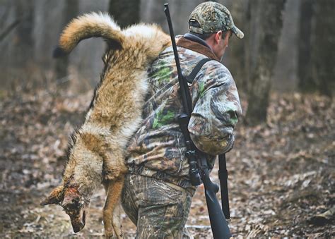how to hunt coyotes in missouri