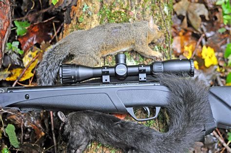 How To Hunt Squirrels With A Pellet Rifle