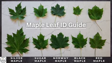 How To Identify A Maple Leaf
