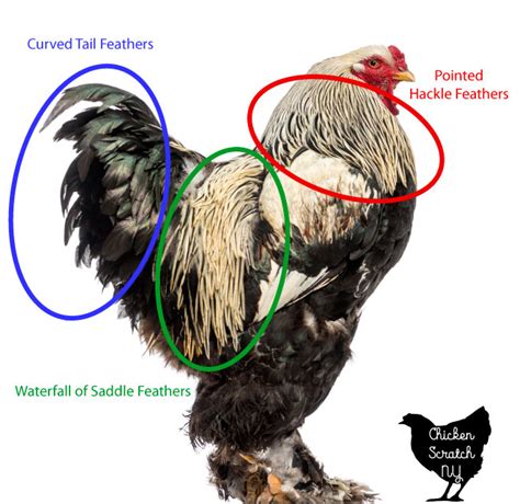how to identify a rooster