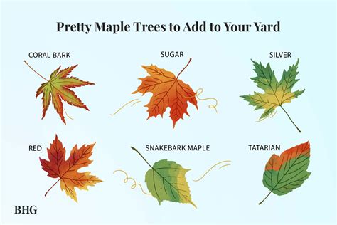 How To Identify A Type Of Maple