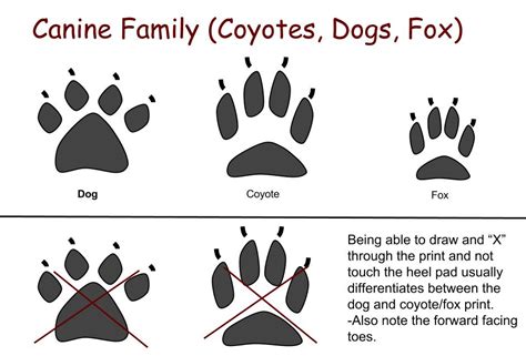 how to identify coyote tracks