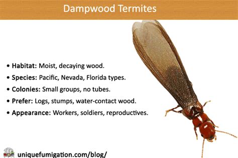 how to identify dampwood termites