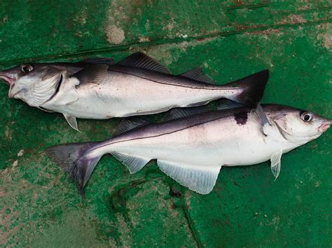 How To Identify Haddock