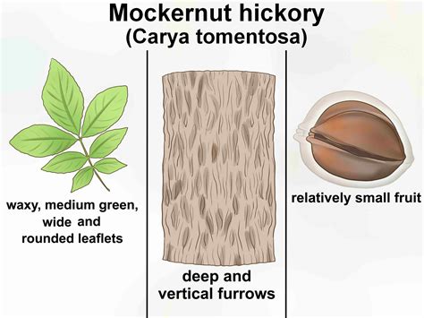 how to identify hickory tree