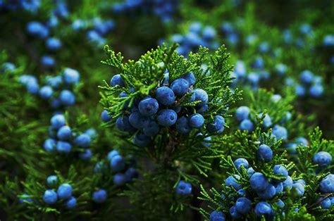 how to identify juniper