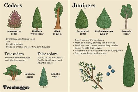 how to identify juniper trees