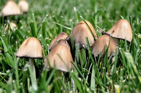 how to identify mushrooms in my garden