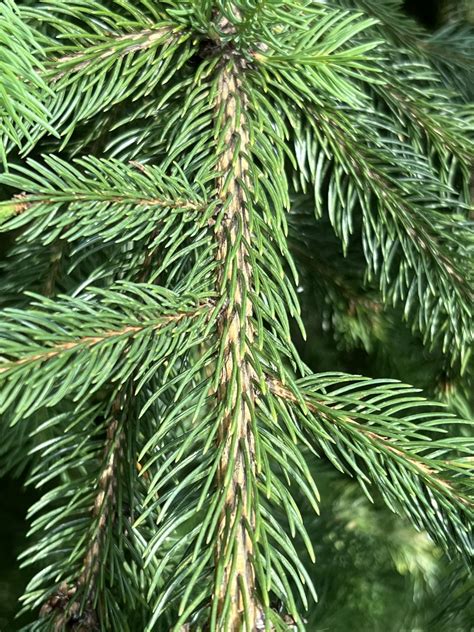 how to identify norway spruce