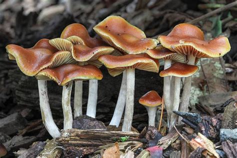 how to identify wild psilocybin mushrooms