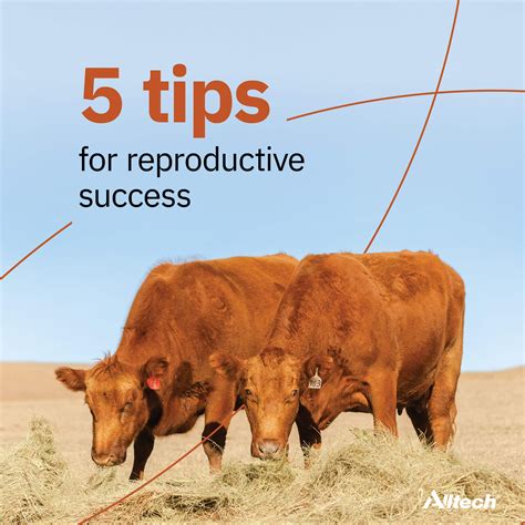 how to increase conception rate in cattle