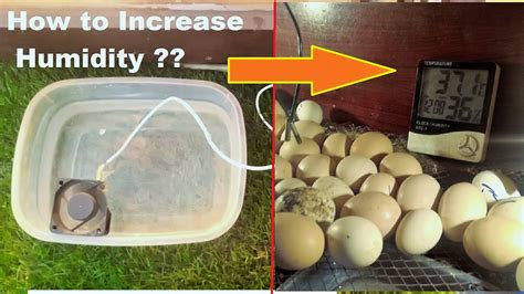 How To Increase Humidity In Your Incubator
