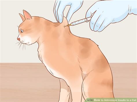 How To Inject A Cat With Insulin
