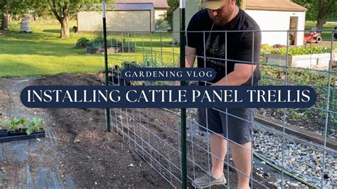 How To Install Cattle Panel Trellis