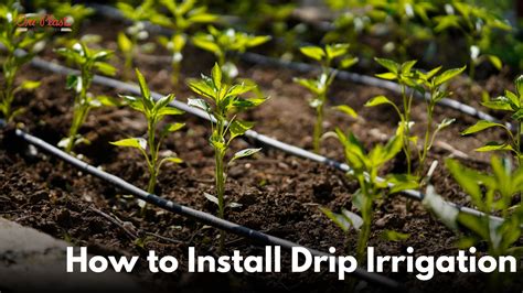 How To Install Drip Irrigation Filter