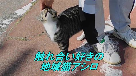 How To Interact With A Stray Cat