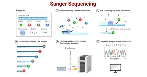 How To Interpret Sanger Sequencing Data