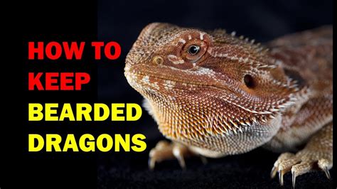 How To Keep A Bearded Dragon