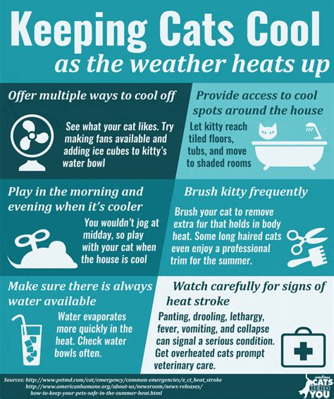 how to keep a cat cool