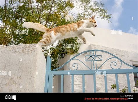 How To Keep A Cat From Jumping A Gate